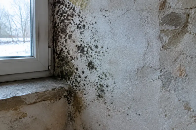 Taches de moisissure sur un mur froid près d'une fenêtre dans une maison ancienne en Lorraine